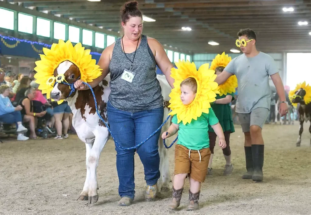 Young 4-H exhibitors leading a sunflower-decorated dairy calf through the livestock barn