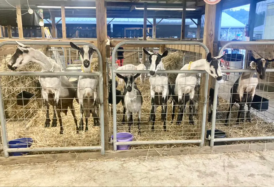 Somerset County Fair 2025. photo 7