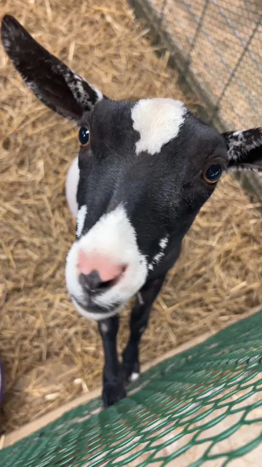 Somerset County Fair 2025. photo 71